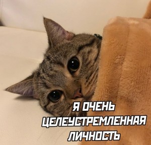 Создать мем: котя мем, мемы котики батоняться, котик хррр