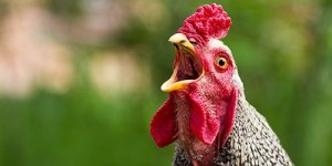 Create meme: flashy cock, cock cock, rooster