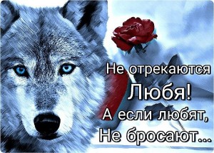 Создать мем: красивые стихи любимому мужчине, волк настоящий, мы волки