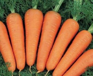 Создать мем: морковь, морковь канада f1, морковь канада
