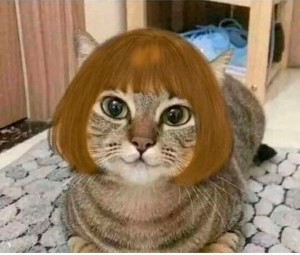Создать мем: смешные кошки, котик в парике, смешные коты