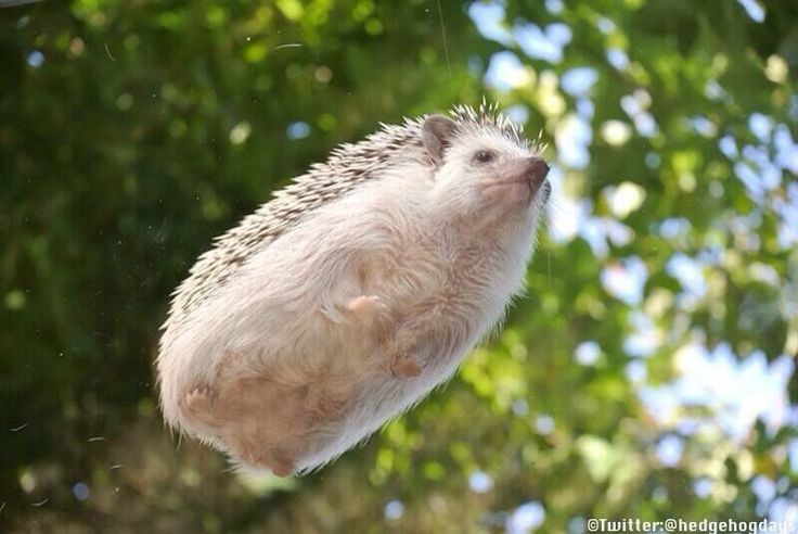 Create meme: flying hedgehog, hedgehog , the hedgehog is small