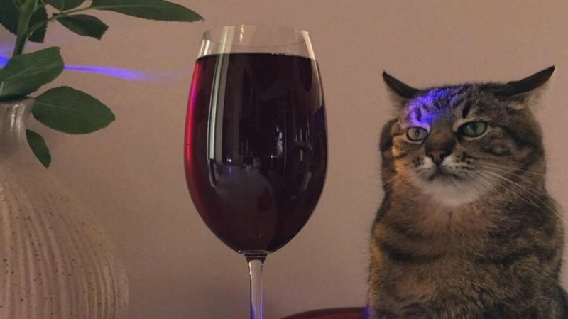 Создать мем: кот с виски, кот и бокал вина, кот с вином