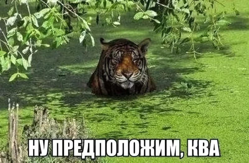 Create meme: tiger , Well, let's say there's a tiger in the swamp, The tiger in the swamp