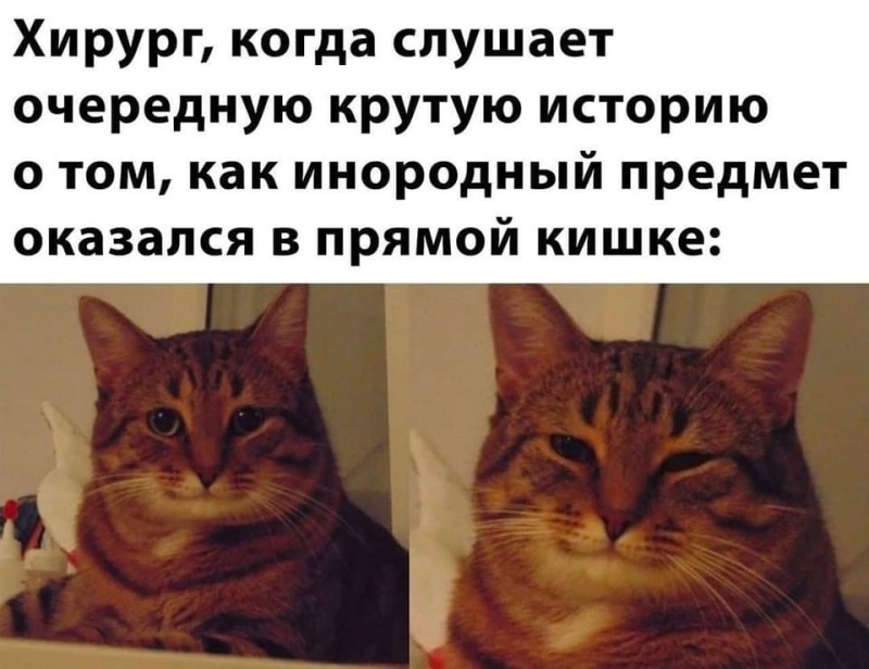 Создать мем: кот мем, мемы с текстом с котами, кот улыбается мем