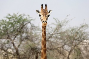 Создать мем: жираф, giraffe, шея жирафа