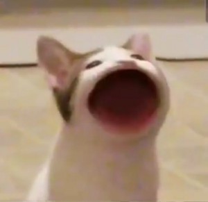 Создать мем: мемы коты с открытым ртом, мем с котом который открывает рот, котик с открытым ртом мем