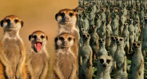 Create meme: a pack of meerkats, meerkats family, meerkats