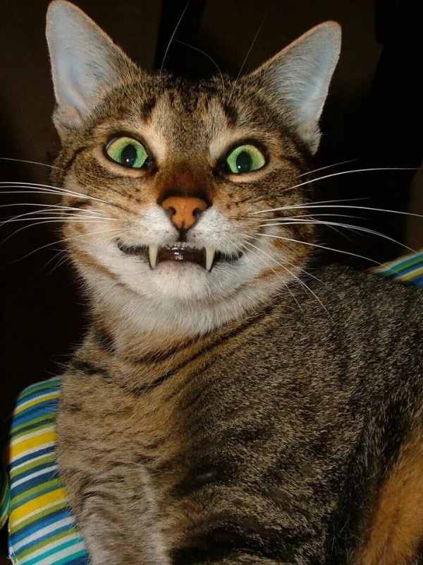 Create meme: lolcats, funny cat, smiling cat 