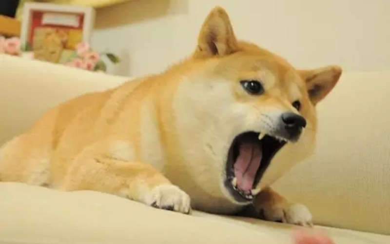 Create meme: dog meme , shiba inu doggie, Shiba inu dogs
