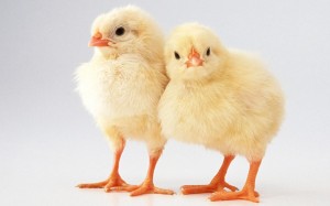 Создать мем: новорожденные цыплята кобб 500, цыплята бройлеры росс 308, цыплята