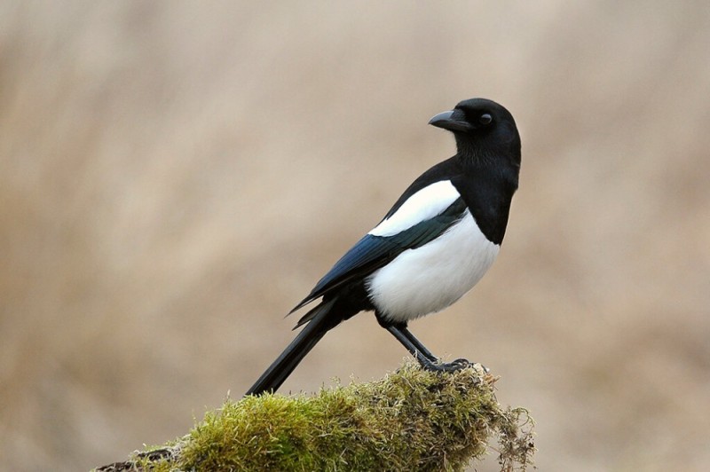 Create meme: bird bird, dark bird, a bird similar to a magpie