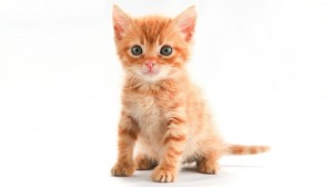 Create meme: red cat, kitten redhead
