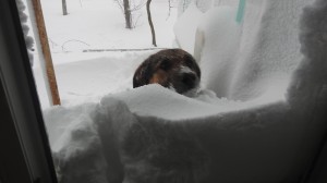 Create meme: dog pet, dog, got snowed in