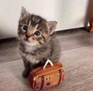Create meme: adorable kittens, animals cats, British Shorthair