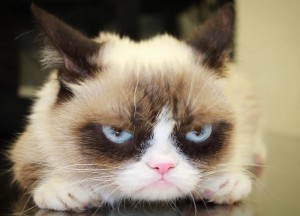 Create meme: grumpy cat, grumpy cat