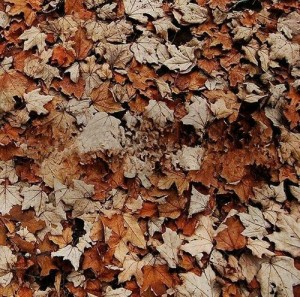 Создать мем: fallen leaves, november tumblr, dead leaves
