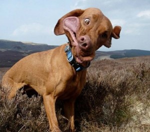 Create meme: dog Vizsla, Vizslas