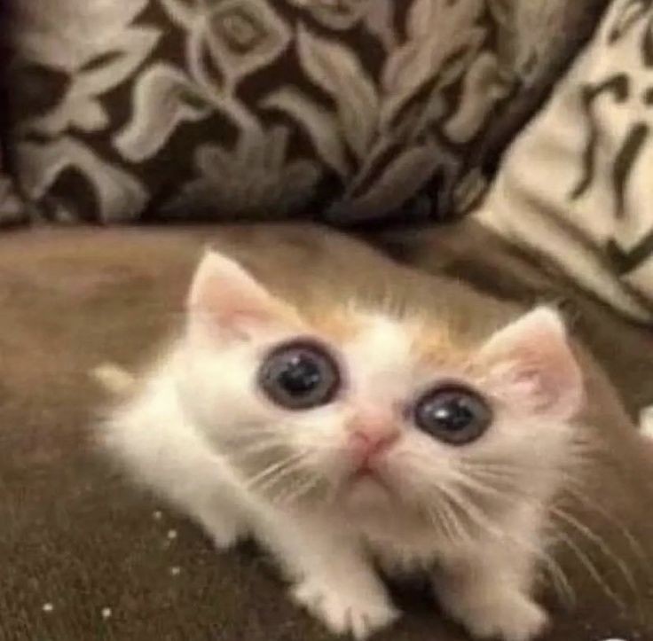 Create meme: cute cats funny, cute cats , cute cats photos