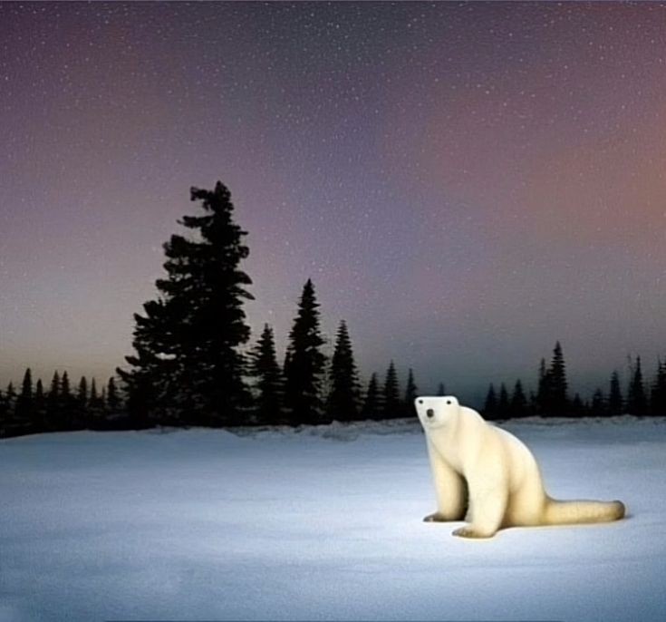 Create meme: polar bear , polar bear , Northern lights