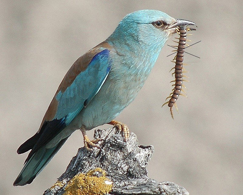 Create meme: common blue-throated, blackheads Steller blue Jay, blackhead blue Jay