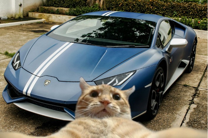 Создать мем: машина кошка, кошка лакшери, кот едет в машине