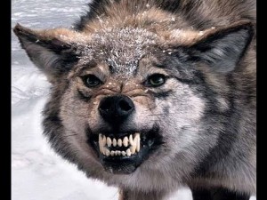 Create meme: wolf! whether the wolf, the wolf! meme, photos of wolves with a grin, the muzzle of a wolf grin