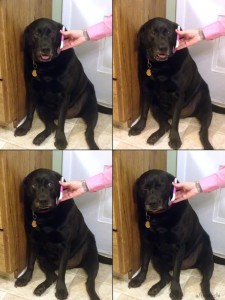 Create meme: Labrador dog, Labrador black, Labrador