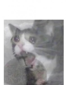 Создать мем: плачущий котик, кот, плачущий кот из мема