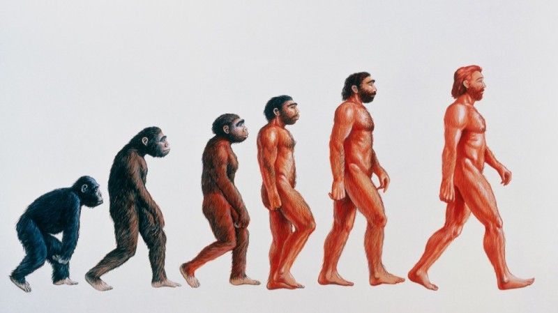 Create meme: the theory of evolution , stages of human evolution, human evolution homo sapiens