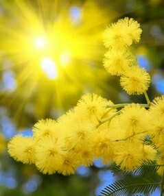 Create meme: with the upcoming spring festival, spring, Mimosa for 8 March