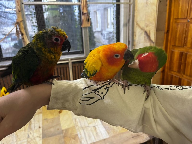 Create meme: parrot large, parrot , macaw parrot
