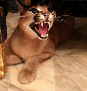 Create meme: cat big, Caracal