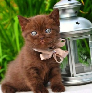 Создать мем: шоколадный британец, очаровательные котята, кот коричневый