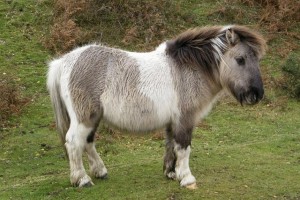 Create meme: Shetland pony, Shetland pony, horse pony