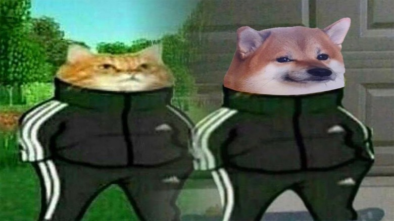 Create meme: the cat in the Adidas, a dog in adidas, Shiba Inu in Adidas tracksuits