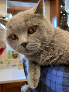 Создать мем: британский прямоухий кот, шотландский кот темно серый, британская короткошёрстная кошка голубая