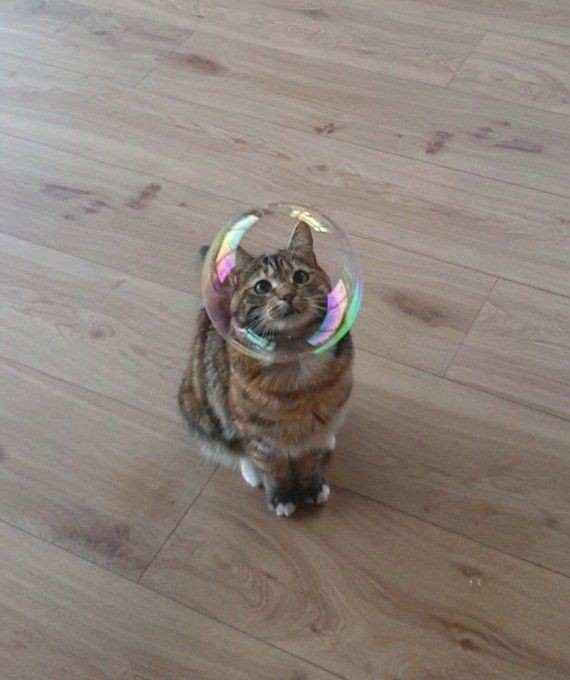 Создать мем: кошки смешные, cat cat, котик с пузырем
