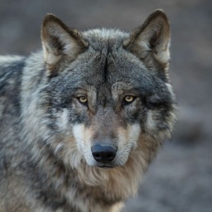 Create meme: wolf, proud wolf, grey wolf
