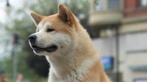 Создать мем: порода акита ину, хатико: самый верный друг, собака породы акита