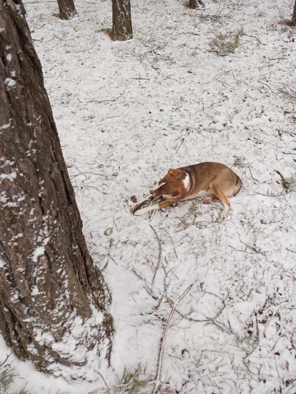 Create meme: hunting with a hound, in the winter forest, hunting dog