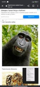 Создать мем: смешные морды обезьян, веселая обезьяна, прикольные