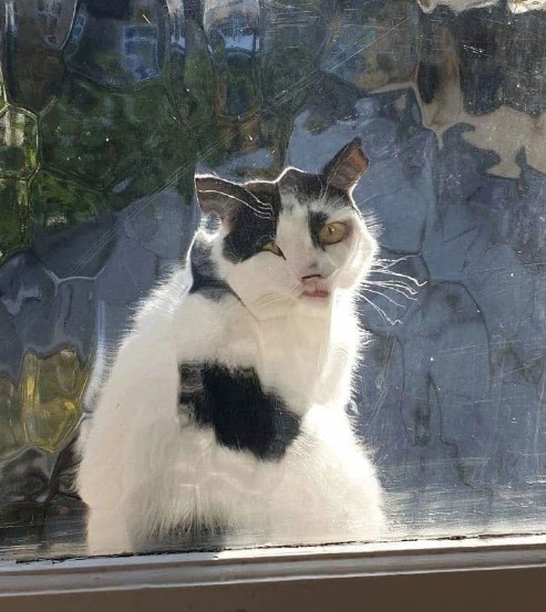 Создать мем: кошечка, кошка кошка, кот смотрит в окно