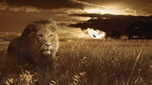 Create meme: lion animal, lion at sunset