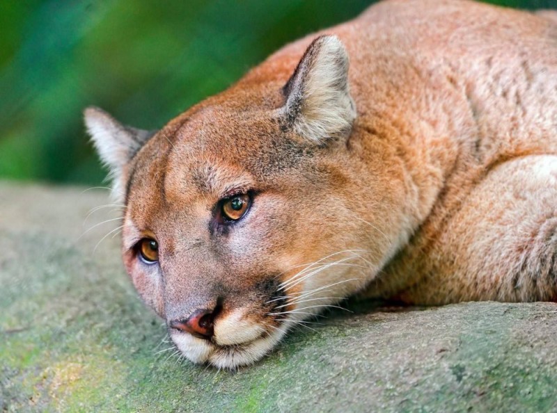 Create meme: face Cougars, canadian Cougar, animal Puma