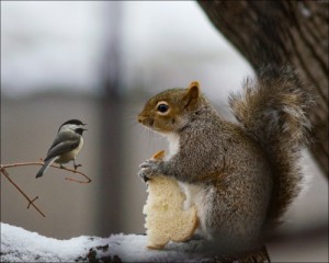 Create meme: do not be greedy, squirrel, protein