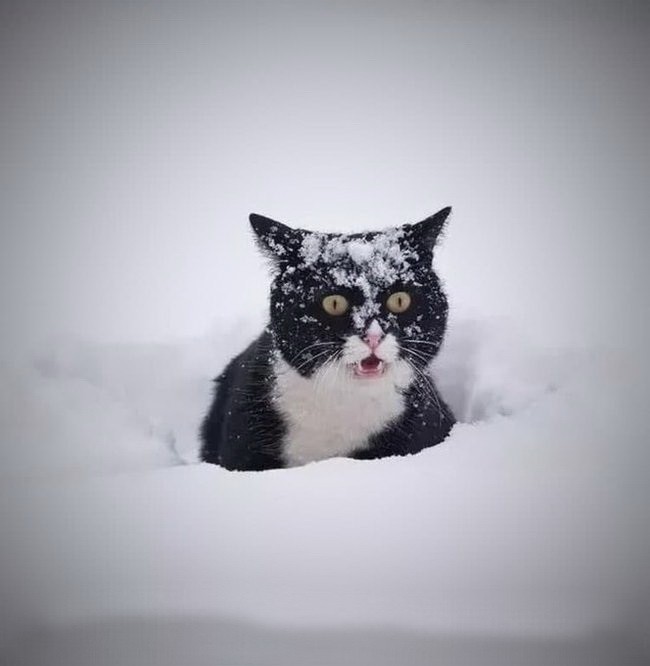 Создать мем: зимний кот, черный кот в снегу, черно белый кот в снегу
