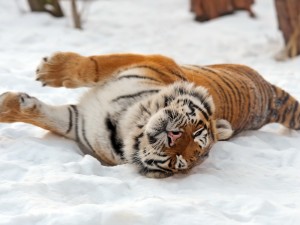 Create meme: Siberian tiger, snow tiger