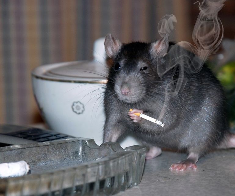Create meme: smoking rat, rats , pet rat