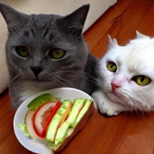 Создать мем: еда для котов, веганский кот, кот